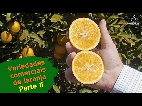 Sabores Exclusivos de Maracujá para Vaporização