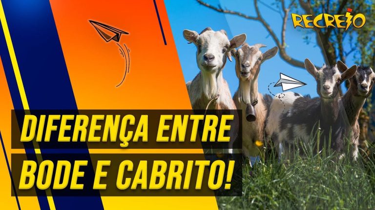 Explorando os Sabores do Chiclete no VAP