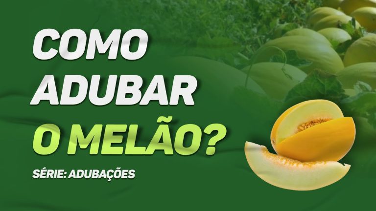 Vaping com a Doçura Suave do Melão