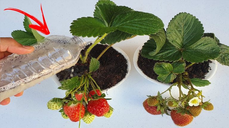 Sabor Frutado: Vaping com Notas de Morango Suculentas