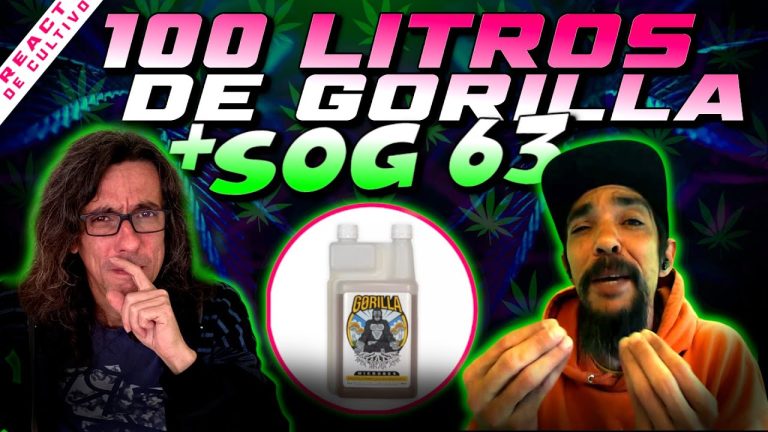 Explorando o Mundo do Vape em Lojas Especializadas